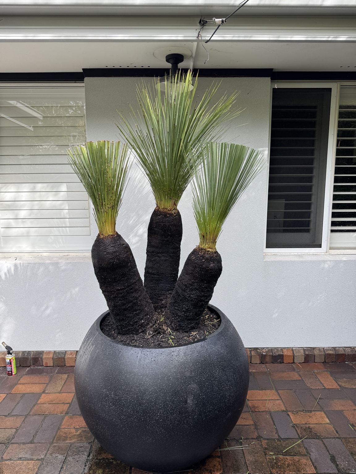 Sculptural planting in a feature pot